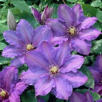 Клематис ‘Richard Pennell’ (Clematis ‘Richard Pennell’)